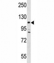 Lats2 antibody western blot analysis in mouse testis tissue lysate.