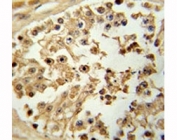 IHC analysis of FFPE human testis tissue stained with EIF4E antibody
