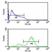 EIF4E antibody flow cytometric analysis of HL-60 cells (bottom histogram) compared to a <a href=../search_result.php?search_txt=n1001>negative control</a> (top histogram). FITC-conjugated goat-anti-rabbit secondary Ab was used for the analysis.