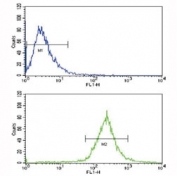 Flow cytometric analysis of WiDr cells using BMPR1A antibody (blue) compared to a negative control (green). FITC-conjugated goat-anti-rabbit secondary Ab was used for the analysis.