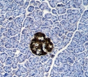 PGP 9.5 antibody immunohistochemistry analysis in formalin fixed and paraffin embedded human pancreas tissue.