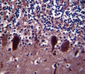 PGP 9.5 antibody immunohistochemistry analysis in formalin fixed and paraffin embedded human cerebellum tissue.