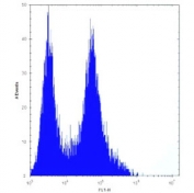 PHB antibody flow cytometric analysis of HeLa cells (right histogram) compared to a negative control (left histogram). FITC-conjugated goat-anti-rabbit secondary Ab was used for the analysis.