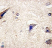 IHC analysis of FFPE human brain tissue stained with anti-LGR5 antibody