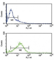 IRF8 antibody flow cytometry analysis of Jurkat cells (green) compared to a <a href=../search_result.php?search_txt=n1001>negative control</a> (blue). FITC-conjugated goat-anti-rabbit secondary Ab was used for the analysis.