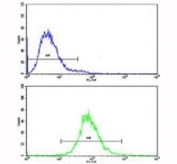 Flow cytometric analysis of CEM cells using CD36 antibody (bottom histogram) compared to a negative control (top histogram). FITC-conjugated goat-anti-rabbit secondary Ab was used for the analysis.