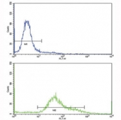 Flow cytometric analysis of HeLa cells using CD71 antibody (bottom histogram) compared to a negative control (top histogram). FITC-conjugated goat-anti-rabbit secondary Ab was used for the analysis.
