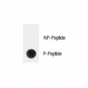 Dot blot analysis of phospho-TERT antibody. 50ng of phos-peptide or nonphos-peptide per dot were spotted.