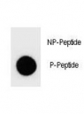 Dot blot analysis of phospho-PTEN antibody. 50ng of phos-peptide or nonphos-peptide per dot were spotted.