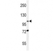 Western blot analysis of HIF1 alpha antibody and CHO lysate. Routinely observed molecular weight: 100~120 kDa.