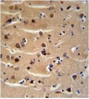AXIN2 antibody immunohistochemistry analysis in formalin fixed and paraffin embedded human brain tissue