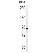 AXIN2 antibody western blot analysis in human Jurkat lysate. Expected molecular weight: 93-100 kDa.