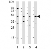 Western blot testing of 1) human HeLa, 2) mouse brain, 3) mouse heart and 4) human PANC-1 lysate with WNT5A antibody. Predicted molecular weight ~41 kDa, commonly observed at 41-45 kDa.