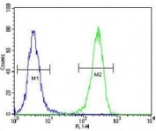 AQP11 antibody flow cytometric analysis of 293 cells (green) compared to a negative control (blue). FITC-conjugated goat-anti-rabbit secondary Ab was used for the analysis.