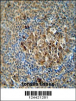 ACSF3 antibody immunohistochemistry analysis in formalin fixed and paraffin embedded human tonsils tissue.