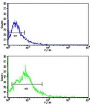 Flow cytometric analysis of HL-60 cells using BACE2 antibody (bottom histogram) compared to a negative control (top histogram). FITC-conjugated goat-anti-rabbit secondary Ab was used for the analysis.