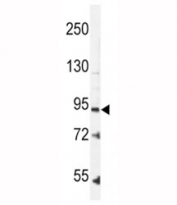 Leptin Receptor antibody western blot analysis in K562 lysate.