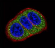 Confocal immunofluorescent analysis of HES1 antibody with HeLa cells followed by Alexa Fluor 488-conjugated goat anti-rabbit lgG (green). Actin filaments have been labeled with Alexa Fluor 555 Phalloidin (red). DAPI was used as a nuclear counterstain (blue).