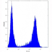 HES1 antibody flow cytometric analysis of U251 cells (right histogram) compared to a negative control (left histogram). FITC-conjugated goat-anti-rabbit secondary Ab was used for the analysis.