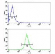 ABCG1 antibody flow cytometry analysis of HepG2 cells (bottom histogram) compared to a negative control (top histogram). FITC-conjugated goat-anti-rabbit secondary Ab was used for the analysis.