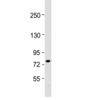 Western blot analysis of ABCG1 antibody (1:1000) and human HepG2 cell lysate. Predicted molecular weight: 75~90 kDa.