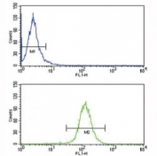 ABCG1 antibody flow cytometry analysis of HepG2 cells (bottom histogram) compared to a negative control (top histogram). FITC-conjugated goat-anti-rabbit secondary Ab was used for the analysis.