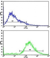 Flow cytometric analysis of Jurkat cells using VIP antibody (green) compared to a <a href=../search_result.php?search_txt=n1001>negative control</a> (blue). FITC-conjugated goat-anti-rabbit secondary Ab was used for the analysis.