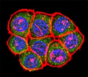 Confocal immunofluorescent analysis of TBP antibody with HeLa cells followed by Alexa Fluor 488-conjugated goat anti-rabbit lgG (green). Actin filaments have been labeled with Alexa Fluor 555 Phalloidin (red). DAPI was used as a nuclear counterstain (blue).
