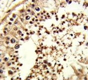 IHC analysis of FFPE human testis tissue stained with TBP antibody