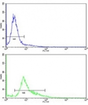 Flow cytometric analysis of 293 cells using WNT4 antibody (green) compared to a <a href=../search_result.php?search_txt=n1001>negative control</a> (blue). FITC-conjugated goat-anti-rabbit secondary Ab was used for the analysis.