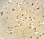 IHC analysis of FFPE human brain tissue stained with OGT antibody