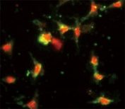 Immunofluorescence analysis of CCL2 antibody with HeLa cells. Primary Ab was followed by FITC-conjugated goat anti-rabbit lgG. FITC emits green fluorescence. Red counterstaining is PI.