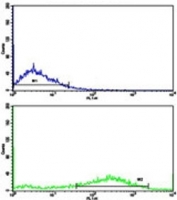 Flow cytometric analysis of NCI-H292 cells using Fascin antibody (green) compared to a <a href=../search_result.php?search_txt=n1001>negative control</a> (blue). FITC-conjugated goat-anti-rabbit secondary Ab was used for the analysis.