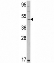Western blot analysis of GATA2 antibody and K562 lysate. Predicted molecular weight ~51 kDa.