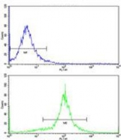 Flow cytometric analysis of WiDr cells using ACADM antibody (bottom histogram) compared to a negative control (top histogram). FITC-conjugated goat-anti-rabbit secondary Ab was used for the analysis.