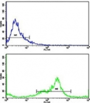 Flow cytometric analysis of MDA-231 cells using VCP antibody (green) compared to a negative control (blue). FITC-conjugated goat-anti-rabbit secondary Ab was used for the analysis.