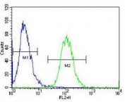 Aurora-A antibody flow cytometric analysis of HeLa cells (green) compared to a negative control (blue). FITC-conjugated goat-anti-rabbit secondary Ab was used for the analysis.