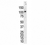 Western blot analysis of PKC nu antibody in lysate of HL-60 cells stimulated with PMA.
