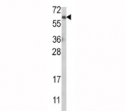 Western blot analysis of anti-AKT antibody and MCF-7 lysate.
