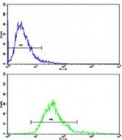 Flow cytometric analysis of CEM cells using MGMT antibody (bottom histogram) compared to a <a href=../tds/rabbit-igg-isotype-control-polyclonal-antibody-n1001>negative control</a> (top histogram). FITC-conjugated goat-anti-rabbit secondary Ab was used for the analysis.