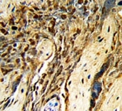 IHC analysis of FFPE human placenta with MGMT antibody