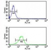NQO1 antibody flow cytometric analysis of NCI-H460 cells (green) compared to a <a href=../search_result.php?search_txt=n1001>negative control</a> (blue). FITC-conjugated goat-anti-rabbit secondary Ab was used for the analysis.