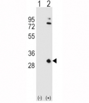 Western blot analysis of APOA1 antibody and 293 cell lysate either nontransfected (Lane 1) or transiently transfected (2) with the APOA1 gene. Predicted molecular weight ~30kDa.