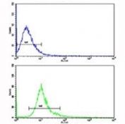 Flow cytometric analysis of NCI-H292 cells using DCXR antibody (bottom histogram) compared to a negative control (top histogram). FITC-conjugated goat-anti-rabbit secondary Ab was used for the analysis.