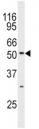 Western blot analysis of JNK3 antibody and mouse brain tissue lysate.