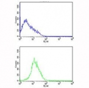 CDK4 antibody flow cytometric analysis of HL-60 cells (bottom histogram) compared to a negative control (top histogram). FITC-conjugated goat-anti-rabbit secondary Ab was used for the analysis.