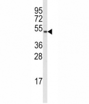 Western blot analysis of Cyclin B1 antibody and A375 lysate. Predicted molecular weight: 48-60 kDa
