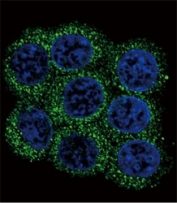 Confocal immunofluorescent analysis of PCSK2 antibody with 293 cells followed by Alexa Fluor 488-conjugated goat anti-rabbit lgG (green). DAPI was used as a nuclear counterstain (blue).