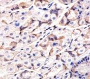 IHC analysis of FFPE human stomach section using Epidermal Growth Factor Receptor antibody; Ab was diluted at 1:25.