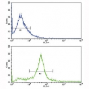 Flow cytometric analysis of 293 cells using HER3 antibody (bottom histogram) compared to a negative control (top histogram). FITC-conjugated goat-anti-rabbit secondary Ab was used for the analysis.